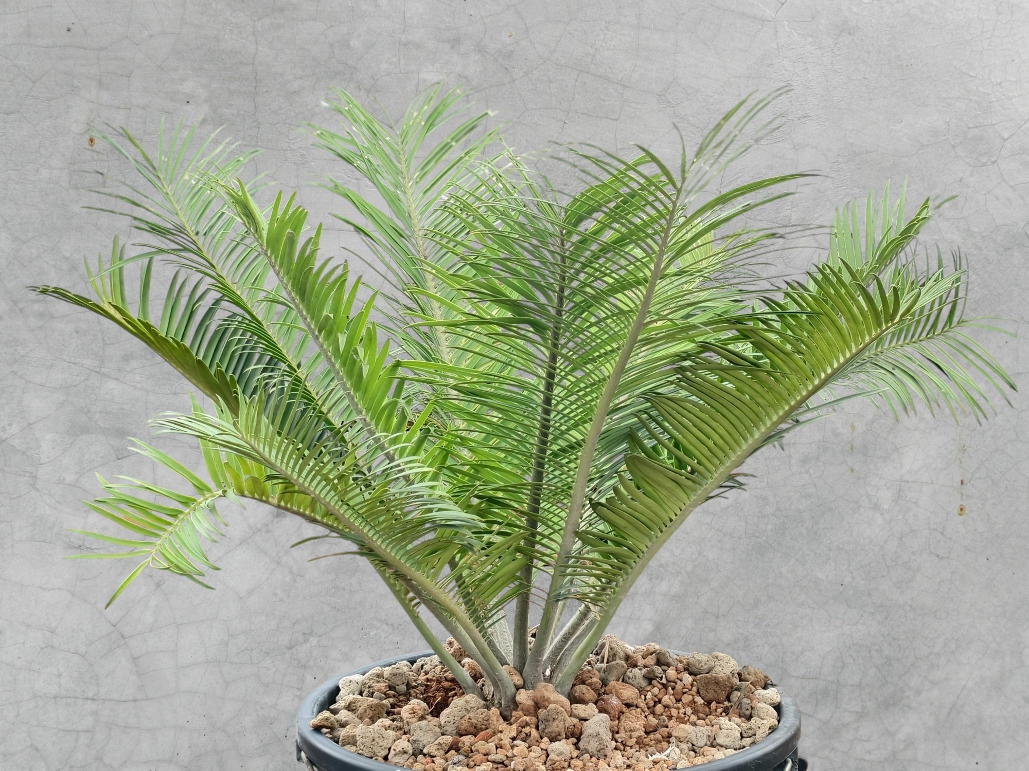 Encephalartos Cerinus 002