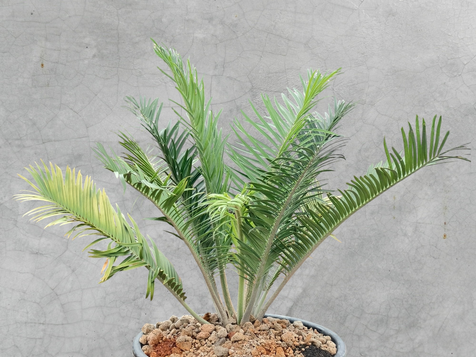Encephalartos Cerinus 003