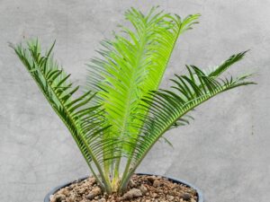Encephalartos Cerinus 004