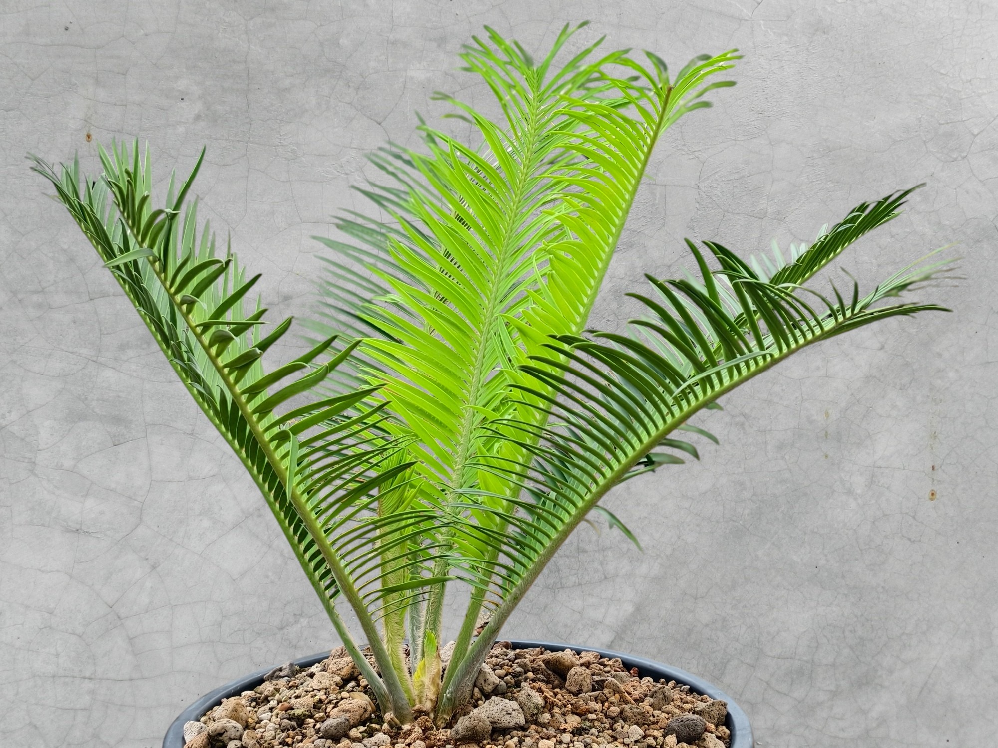 Encephalartos Cerinus 004