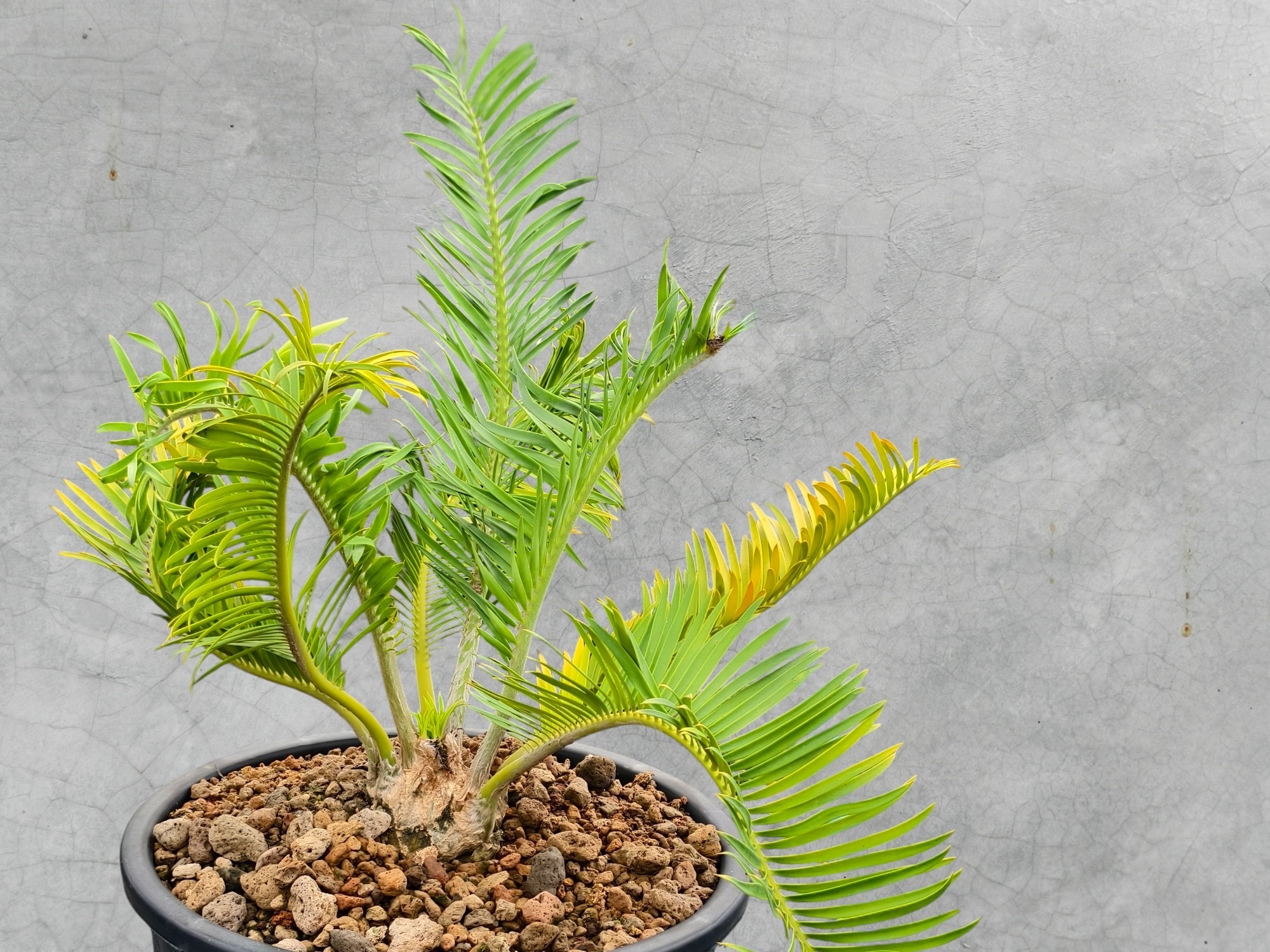 Encephalartos Cerinus 005