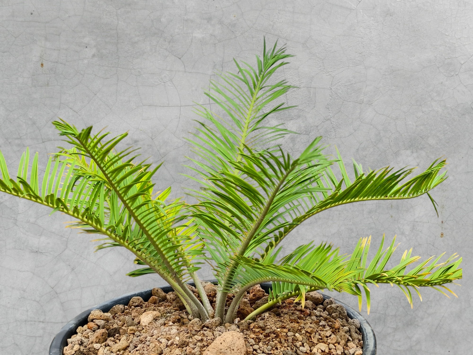 Encephalartos Cerinus 006