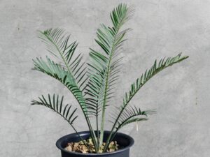Encephalartos Cerinus 007