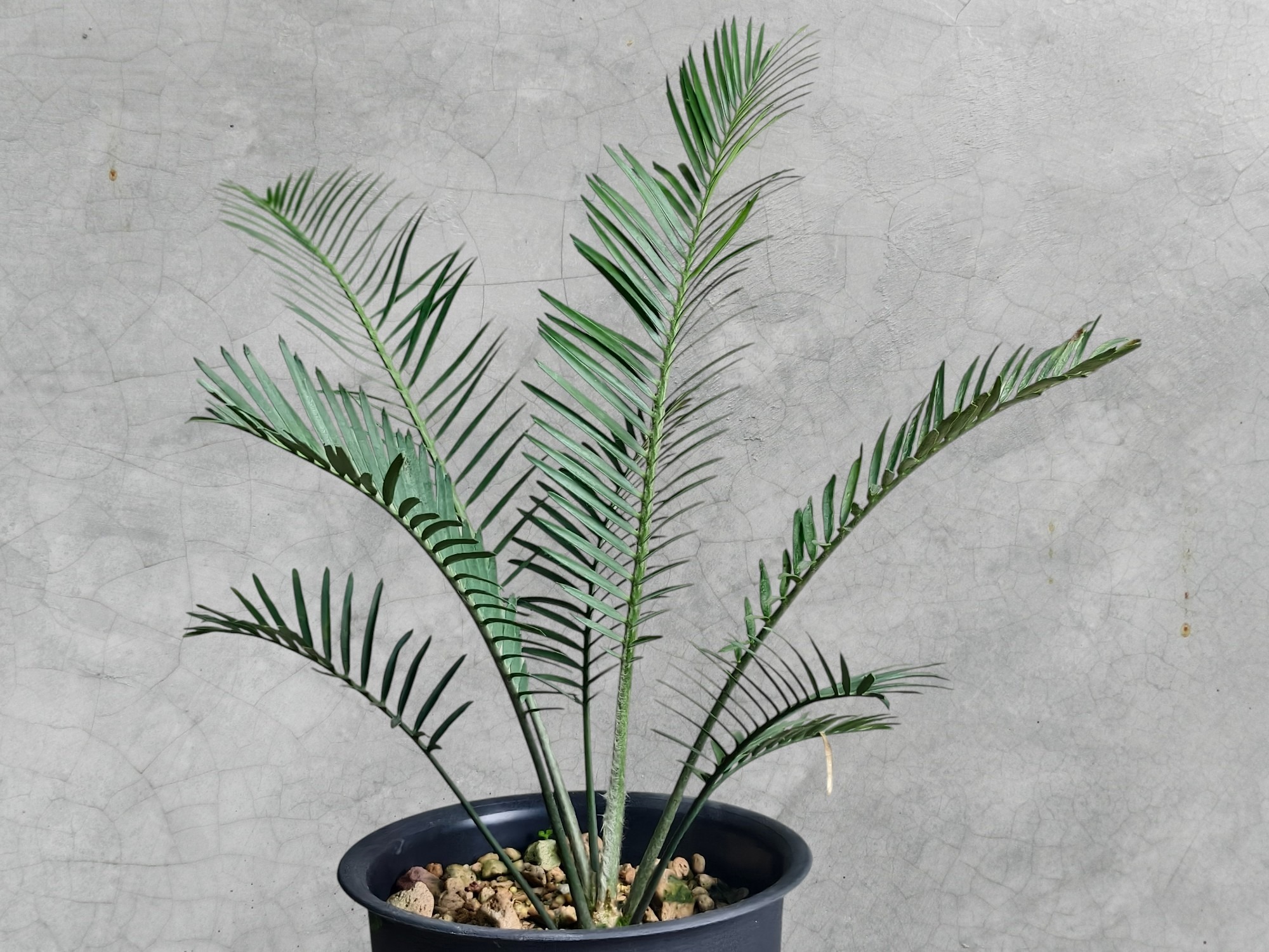Encephalartos Cerinus 007