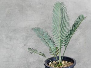 Encephalartos Cerinus 008