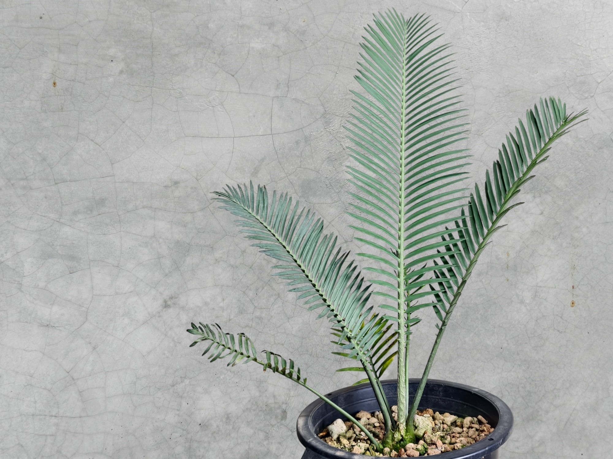 Encephalartos Cerinus 008