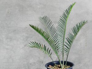Encephalartos Cerinus 009
