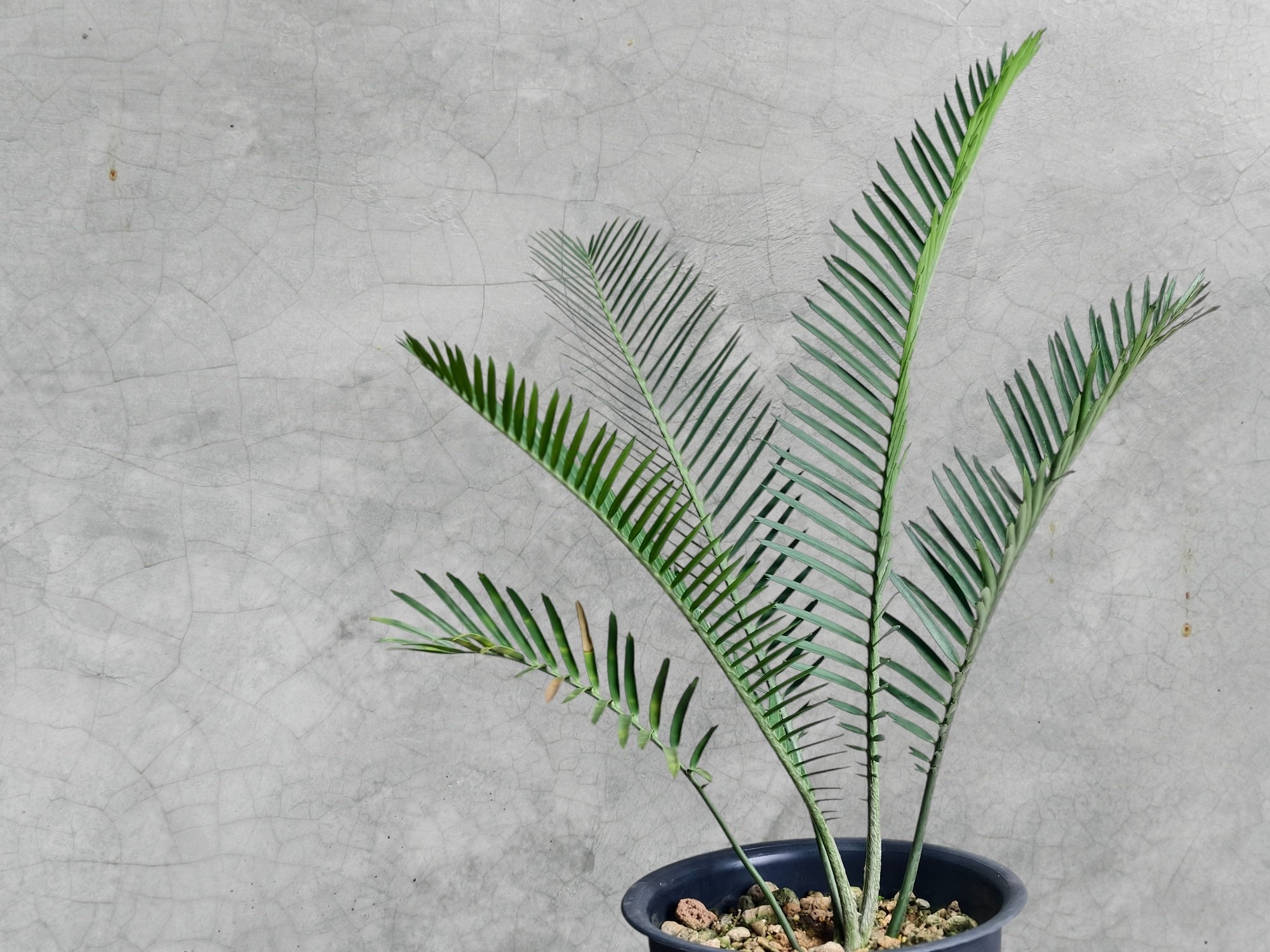 Encephalartos Cerinus 009