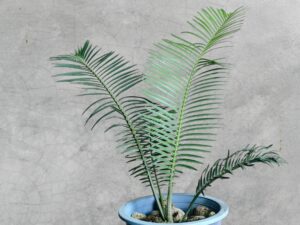 Encephalartos Cerinus 010