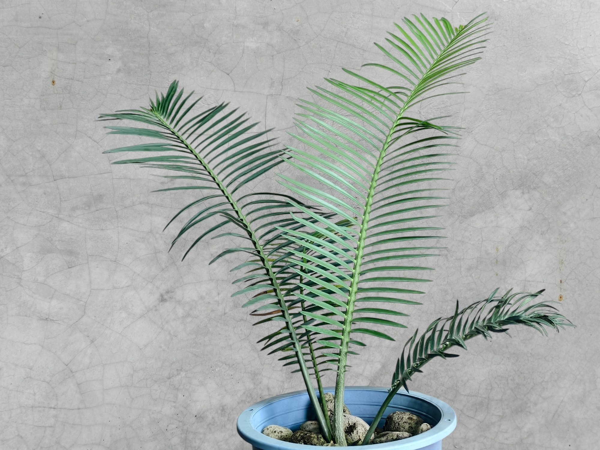 Encephalartos Cerinus 010