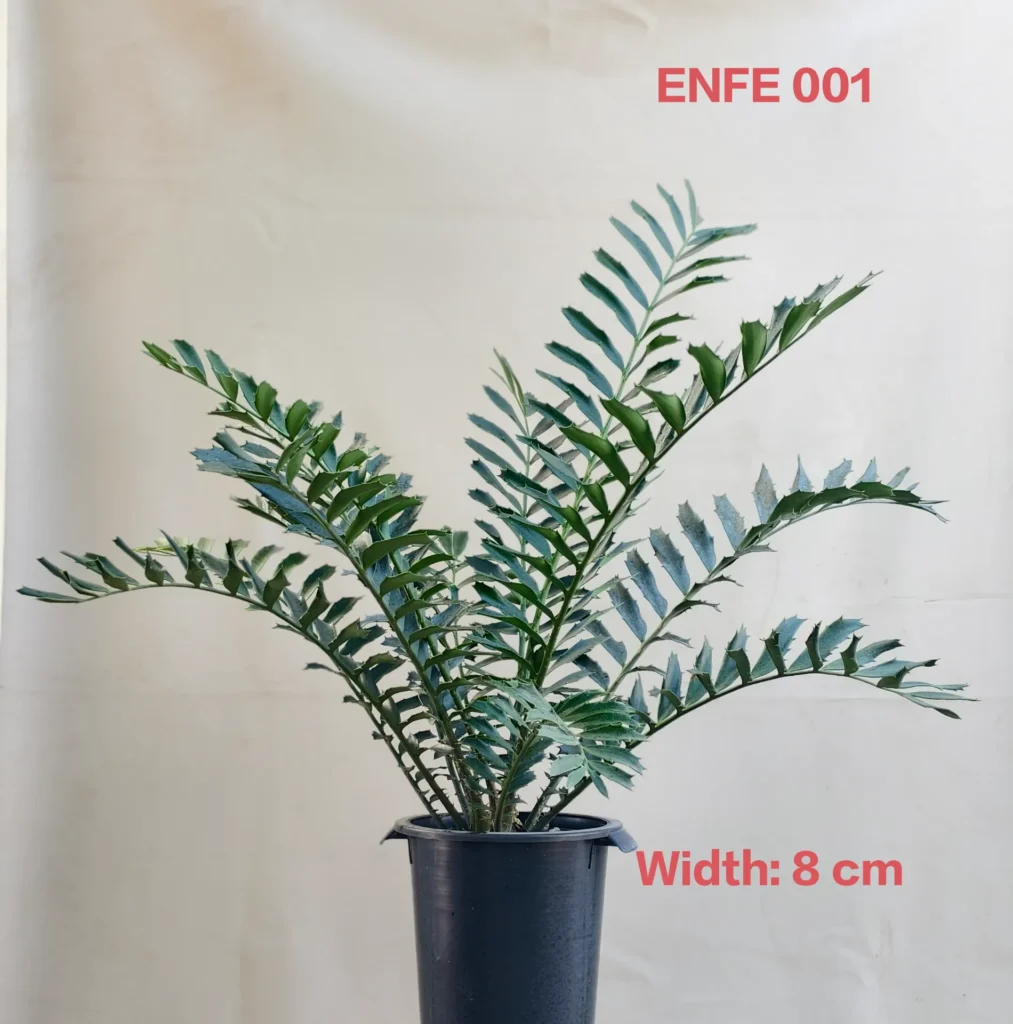 Encephalartos Ferox (ENFE001)