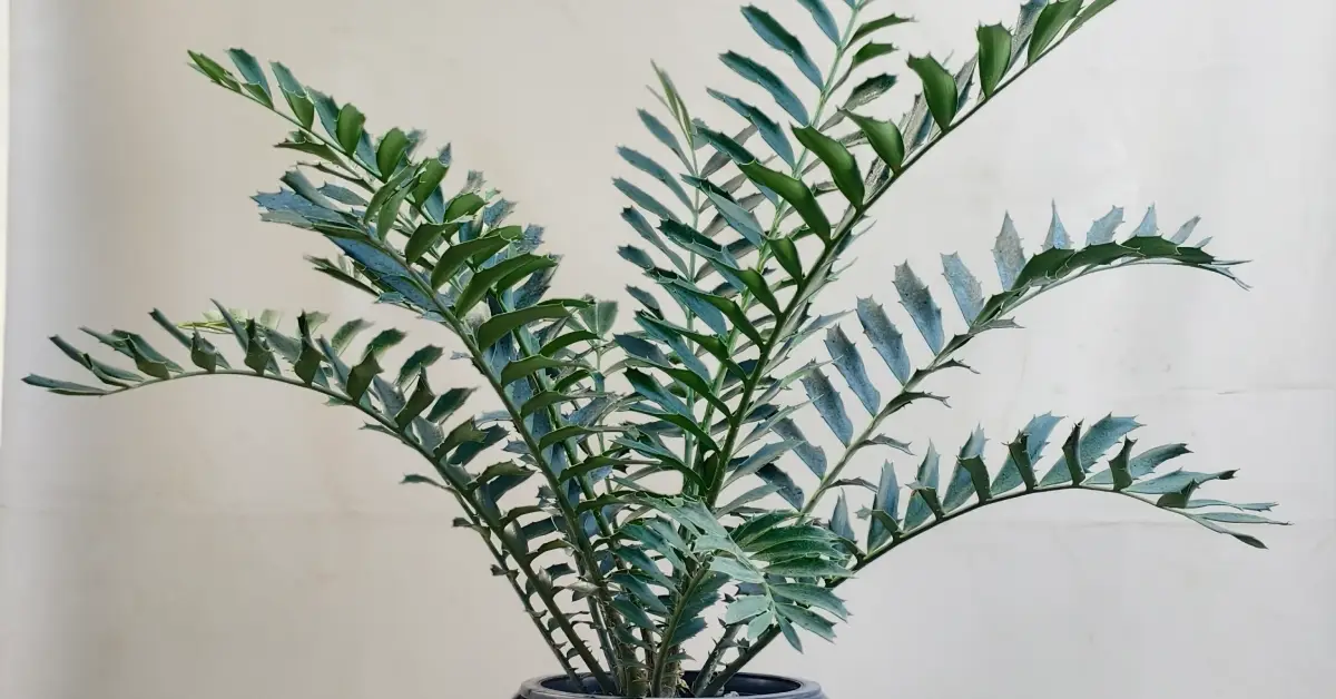 Encephalartos Ferox 001