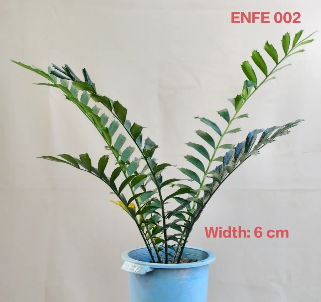 Encephalartos Ferox (ENFE002)