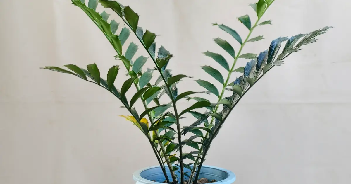 Encephalartos Ferox 002