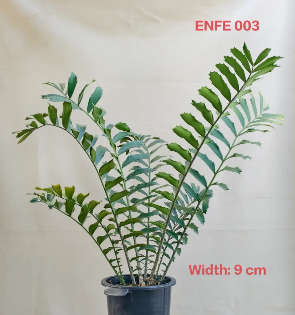 Encephalartos Ferox (ENFE003)
