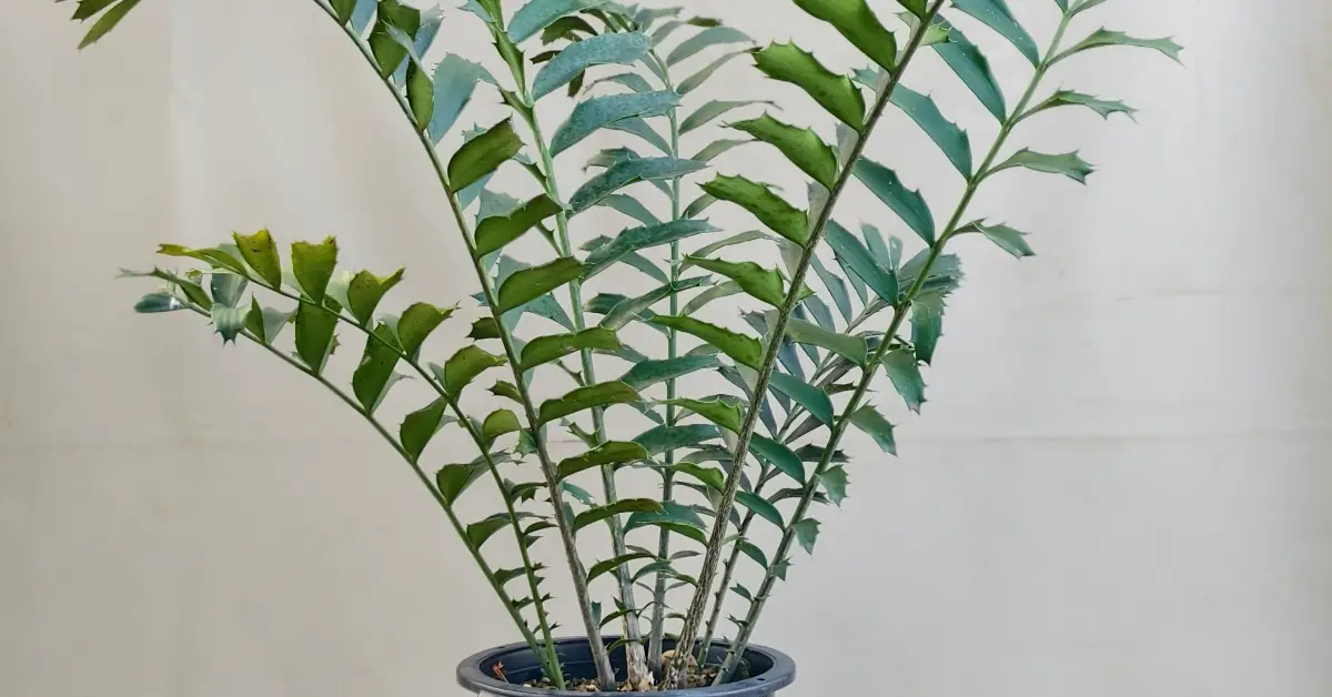 Encephalartos Ferox 003
