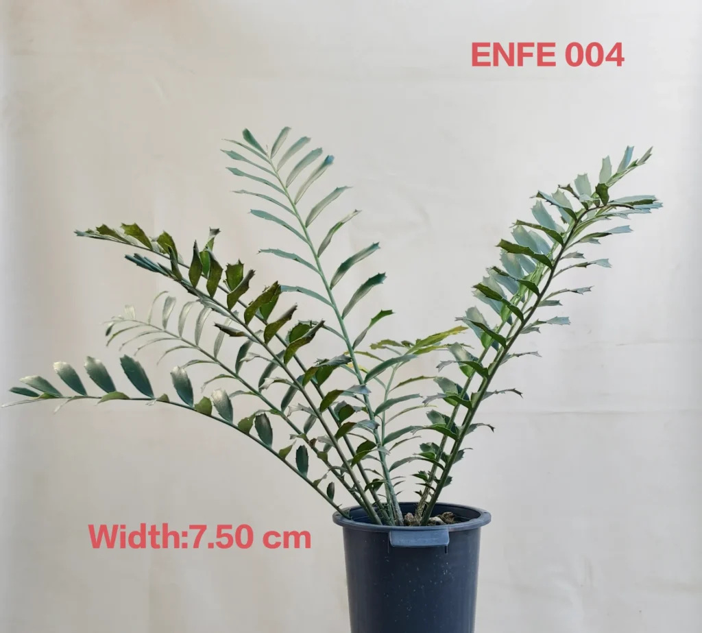 Encephalartos Ferox (ENFE004)