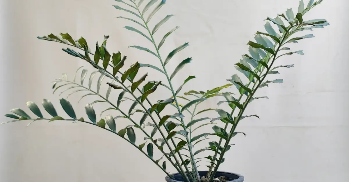 Encephalartos Ferox 004
