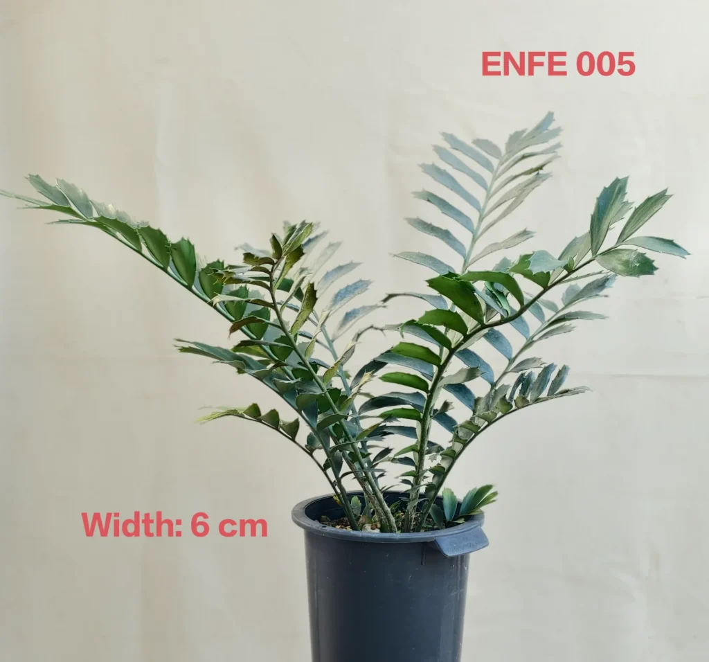 Encephalartos Ferox (ENFE005)