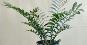 Encephalartos Ferox 005