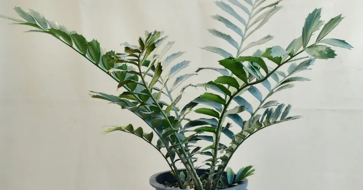 Encephalartos Ferox 005