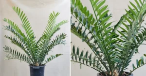 Encephalartos Ferox 006