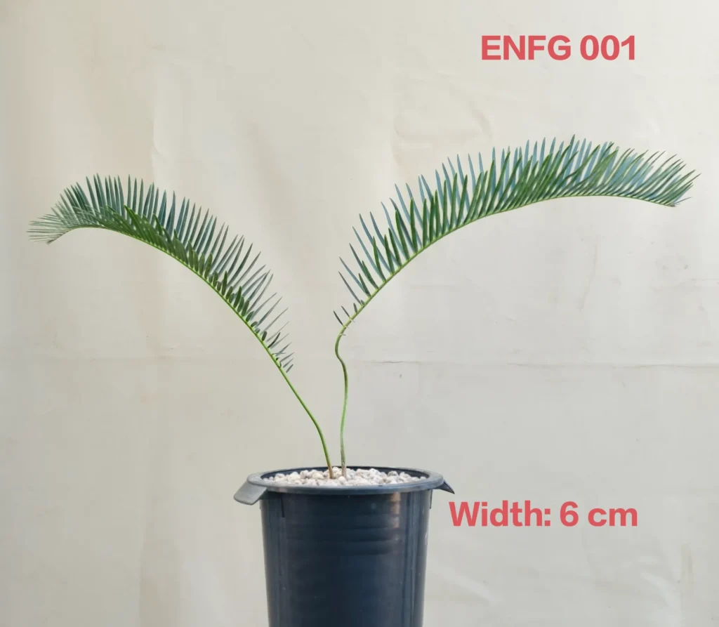 Encephalartos friderici-guilielmi (ENFG001)