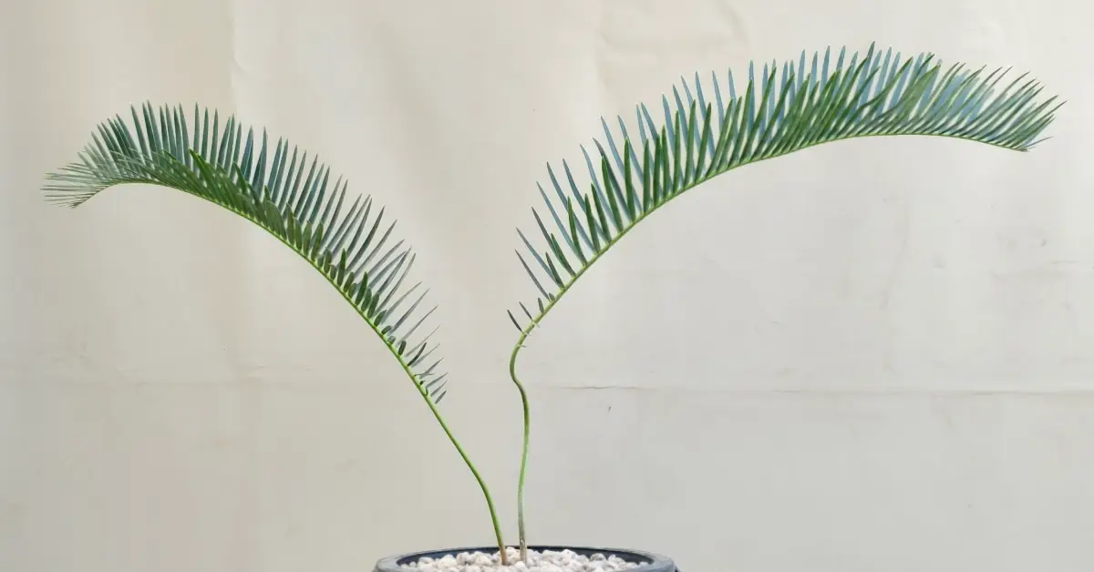 Encephalartos friderici-guilielmi G001