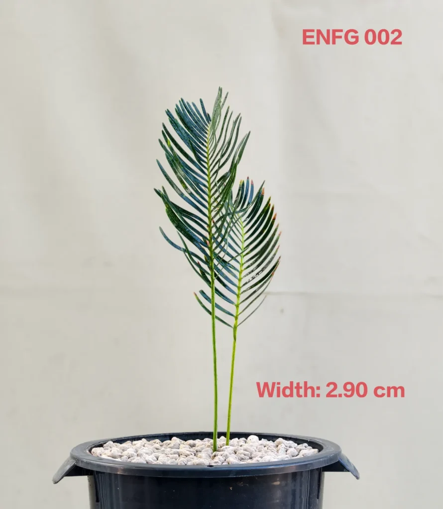 Encephalartos friderici-guilielmi (ENFG002)