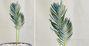 Encephalartos friderici-guilielmi 002