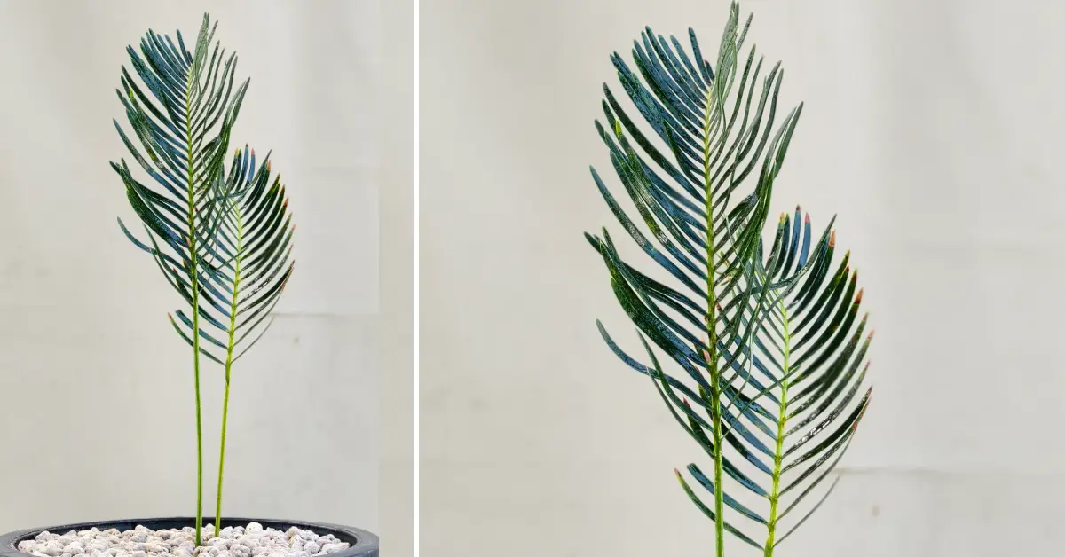 Encephalartos friderici-guilielmi 002