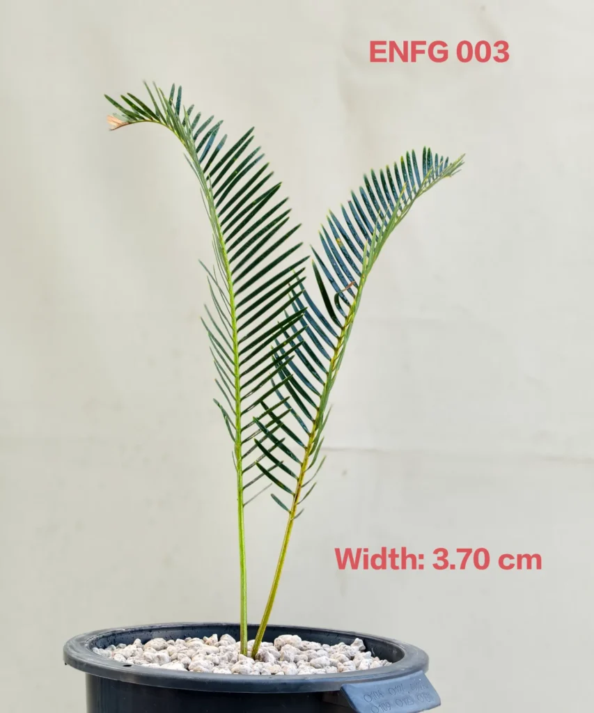 Encephalartos friderici-guilielmi (ENFG003)