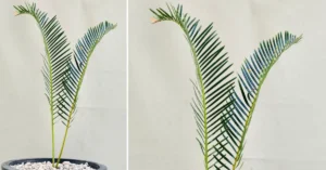 Encephalartos friderici-guilielmi 003