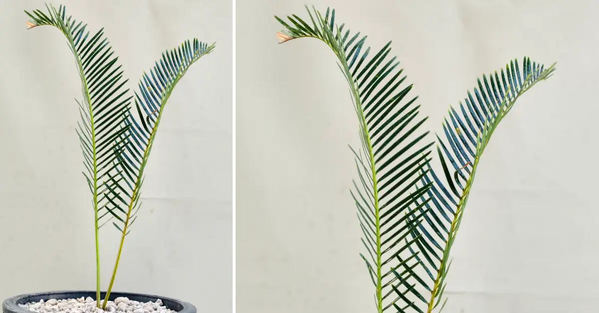 Encephalartos friderici-guilielmi 003