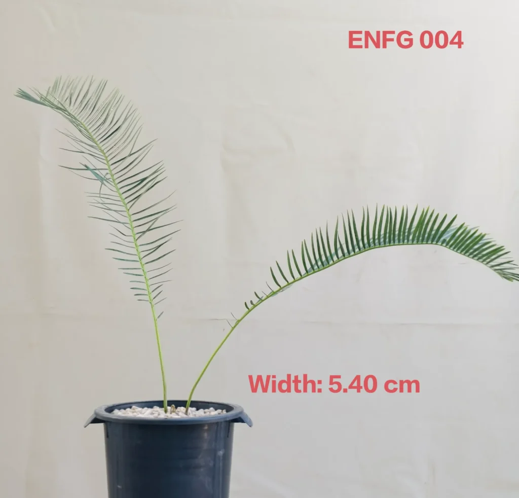 Encephalartos friderici-guilielmi (ENFG004)