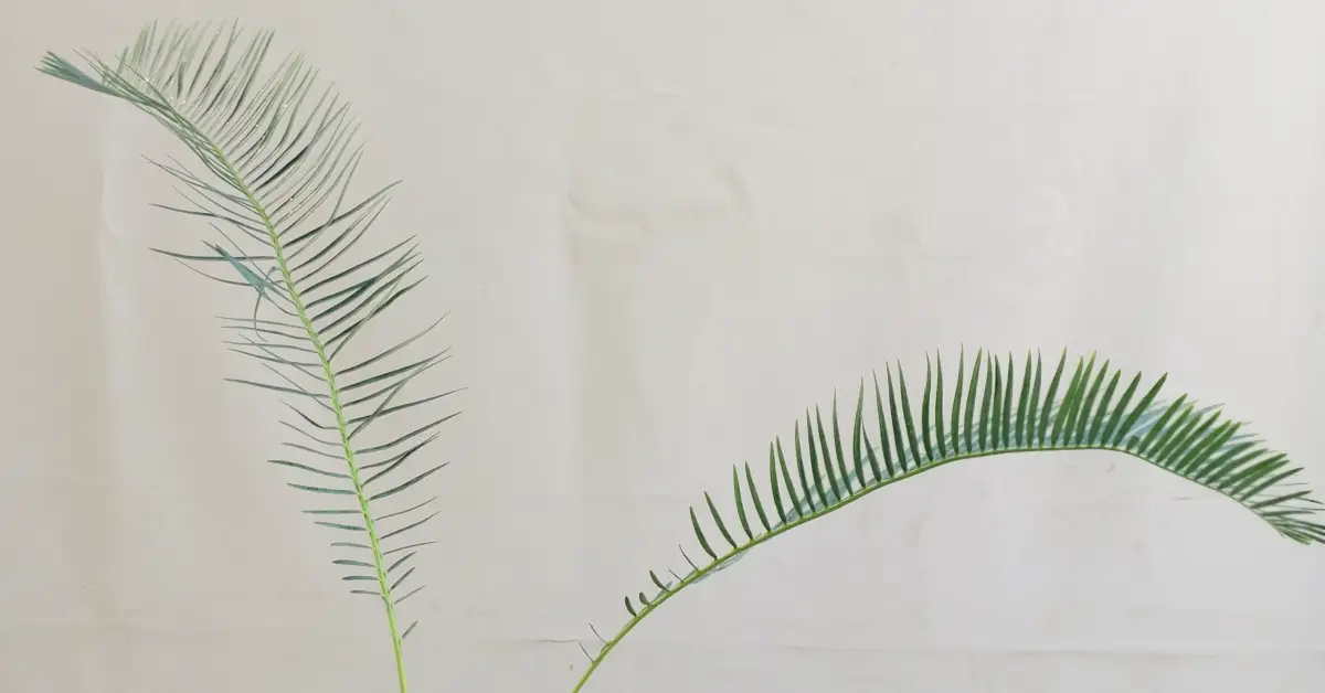 Encephalartos friderici-guilielmi 004