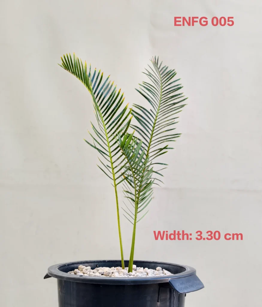 Encephalartos friderici-guilielmi (ENFG005)