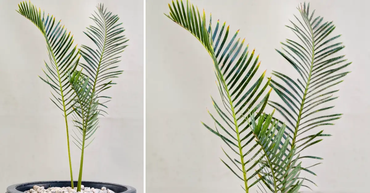 Encephalartos friderici-guilielmi 005