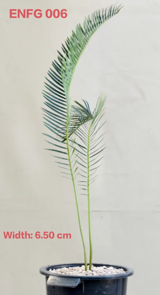 Encephalartos friderici-guilielmi (ENFG006)