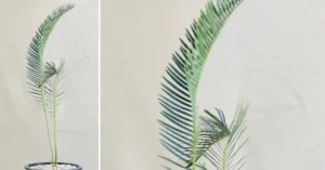 Encephalartos friderici-guilielmi 006