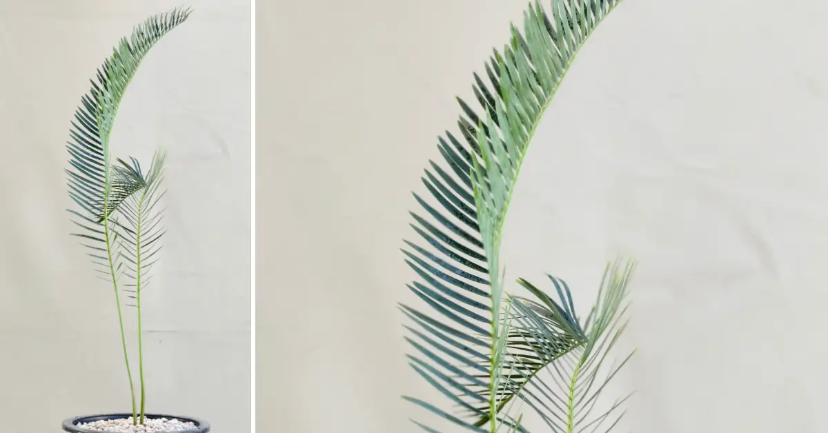 Encephalartos friderici-guilielmi 006