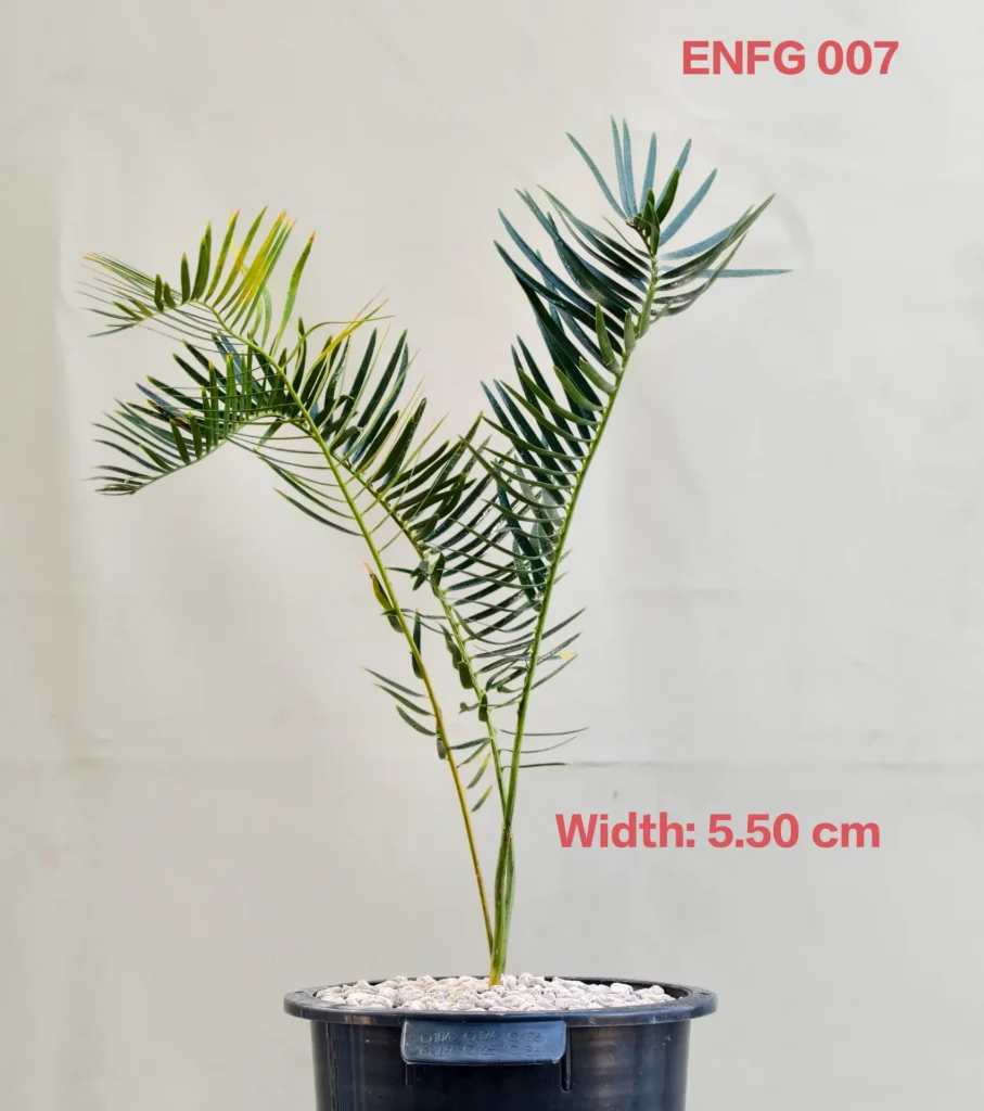 Encephalartos friderici-guilielmi (ENFG007)