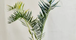 Encephalartos friderici-guilielmi 007