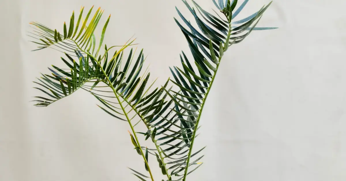 Encephalartos friderici-guilielmi 007