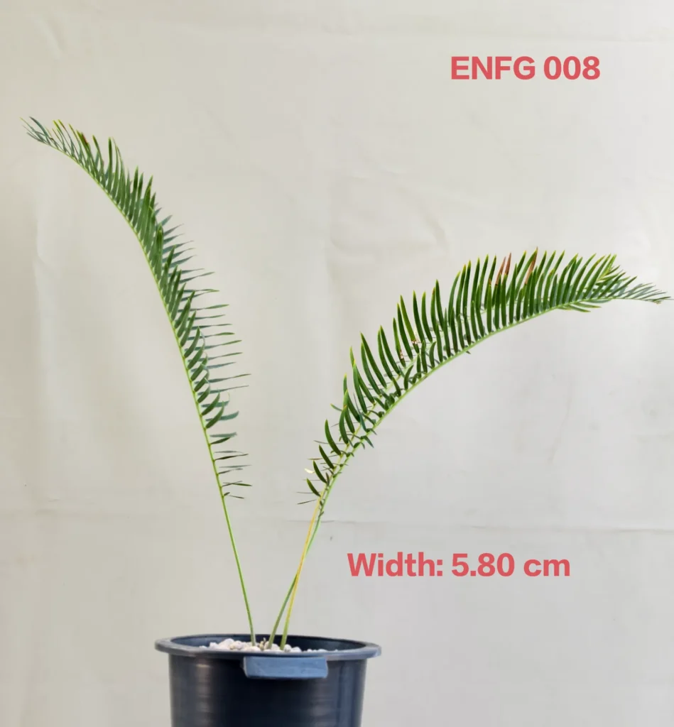 Encephalartos friderici-guilielmi (ENFG008)