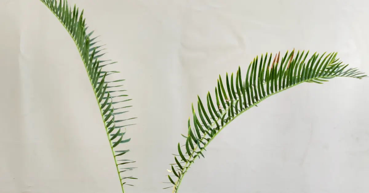 Encephalartos friderici-guilielmi 008
