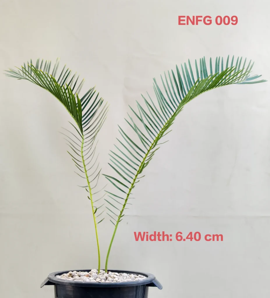 Encephalartos friderici-guilielmi (ENFG009)
