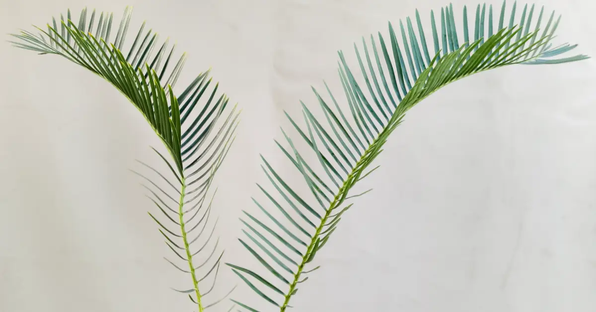 Encephalartos friderici-guilielmi 009