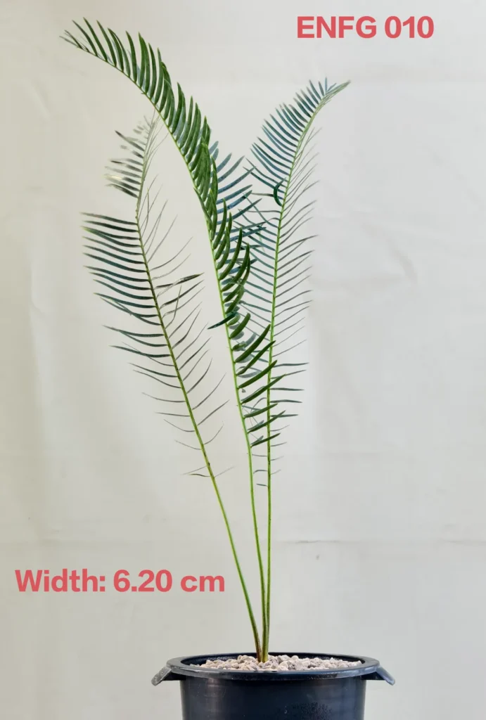 Encephalartos friderici-guilielmi (ENFG010)