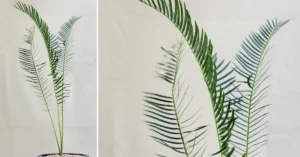 Encephalartos friderici-guilielmi 010